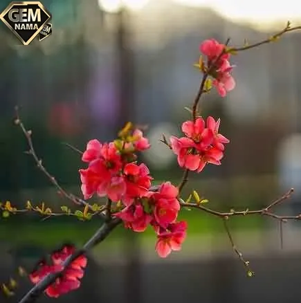 شدم عاشقت من بیتاب گرفتار