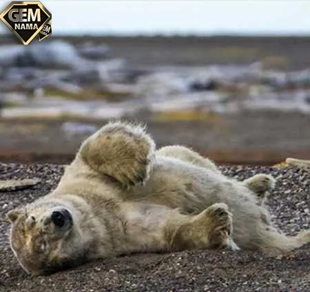 چه پرنده ای است که اگر نامش را برعکس کنید