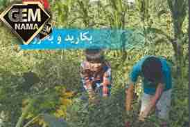 جواب فکر کنید درس یازدهم علوم پایه ی پنجم صفحه 98