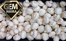 گیاهی با یک کلاه بر سر