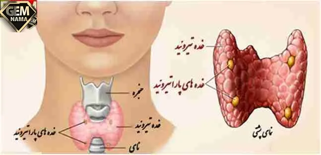 تحقیق درباره غده تیروئید