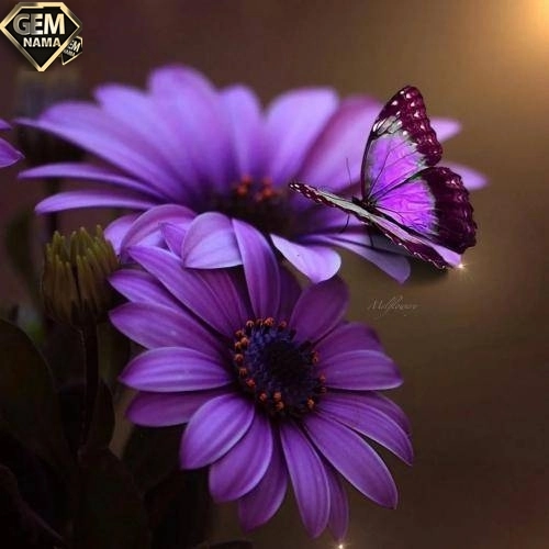 دانلود آهنگ دبکات زوری رضا بهرامی ارکستر