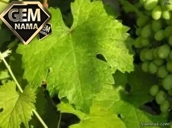 دانلود آهنگ عربی شاطر از دیانا حداد