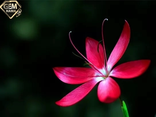 دانلود آهنگ zifiri از ناهیده باباشلی nahide babasli