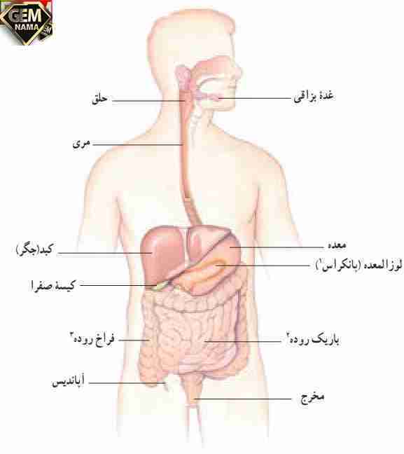 ساخت دستگاه گوارش کلاس چهارم