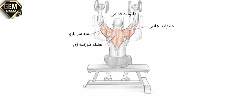 سرشانه دمبل پرسی