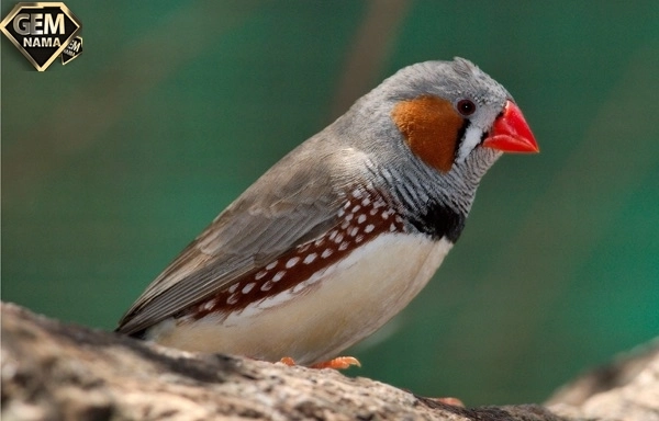 صفتی که از داخل این میوه