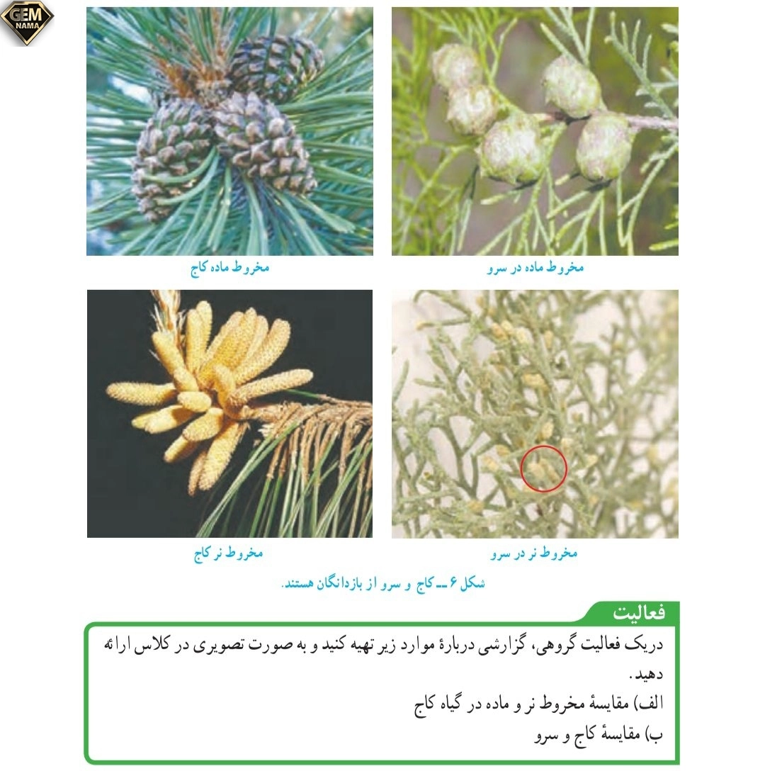 جواب فعالیت صفحه ۱۳۶علوم تجربی نهم