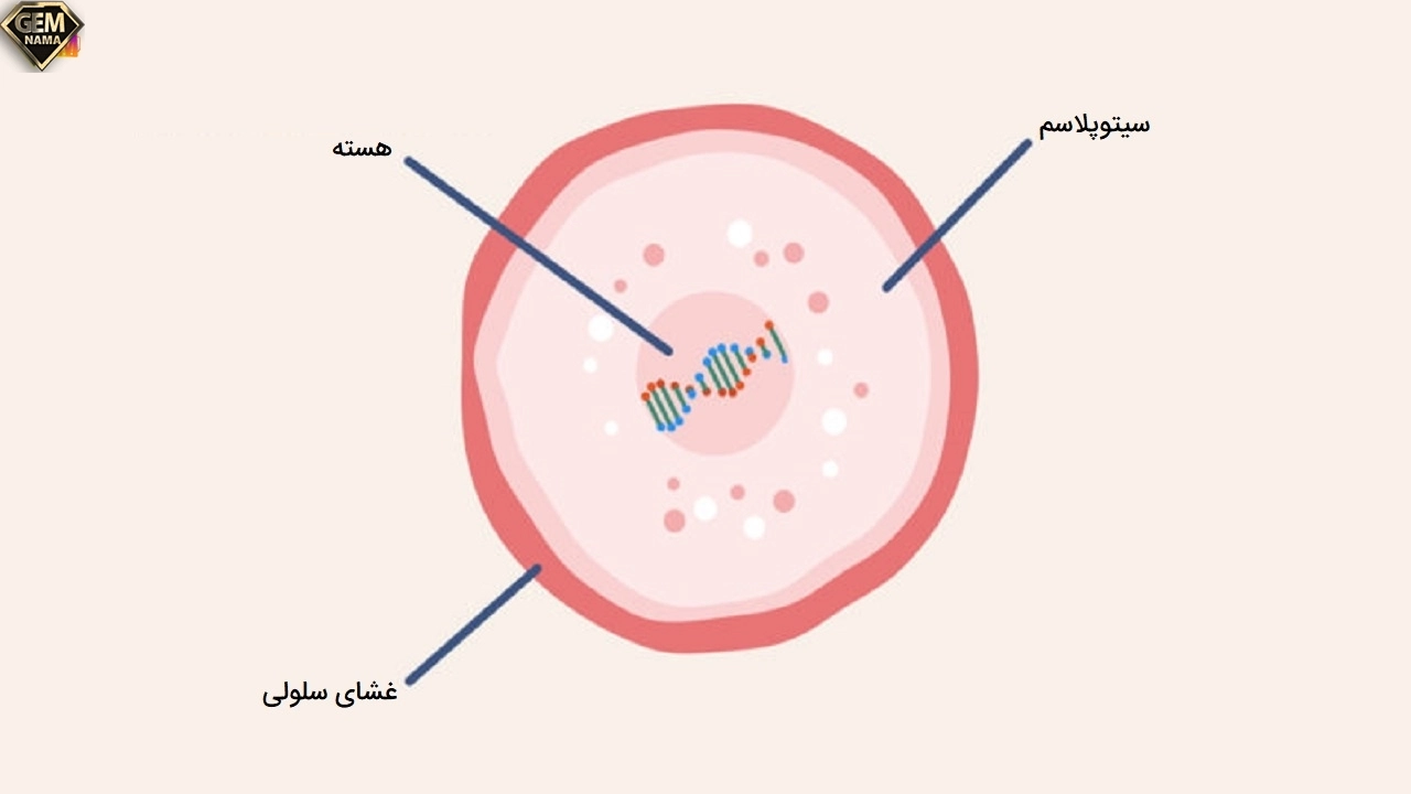 سوال متن صفحه 57 کتاب علوم تجربی پایه هشتم