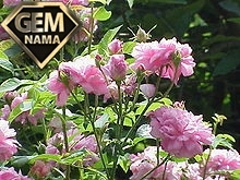 تحقیق و مقاله درباره رز اصفهان