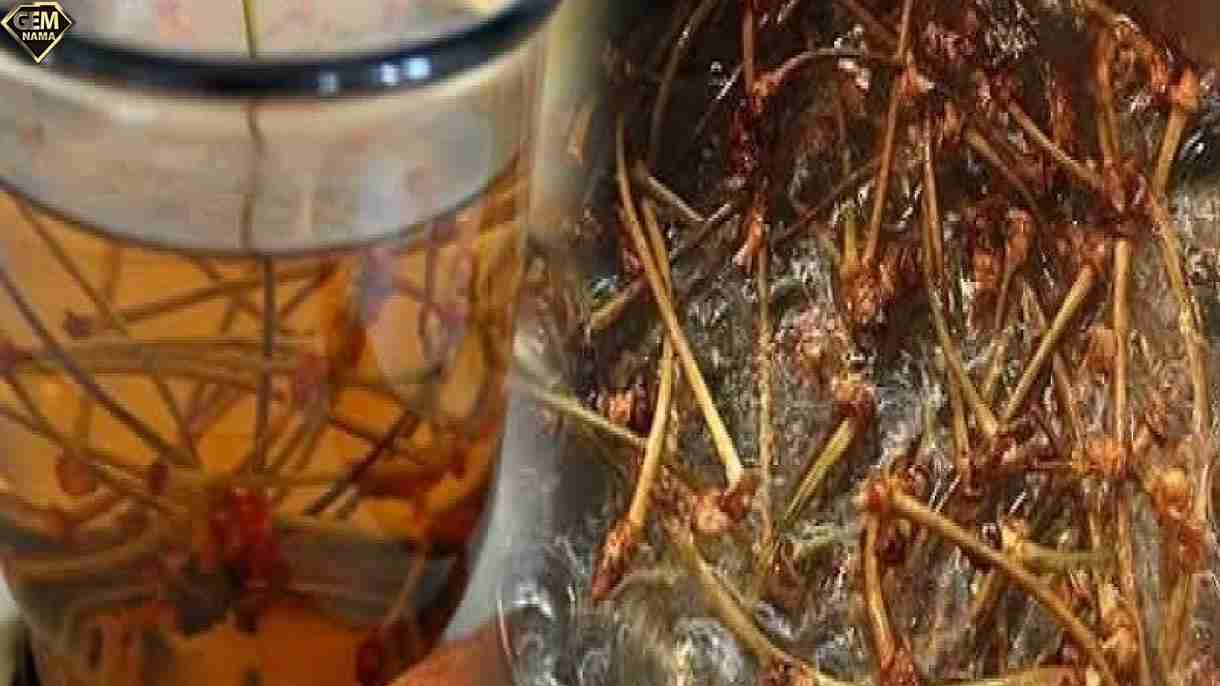 چوب گیلاس برای چی خوبه