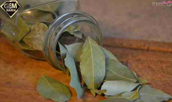 برگ بو برای چی خوبه