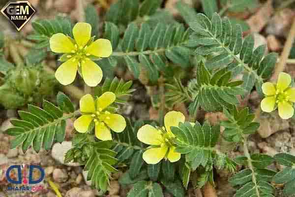 عرق خارخاسک برای چی خوبه