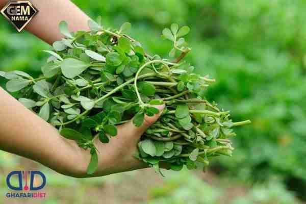 سبزی خرفه برای چی خوبه