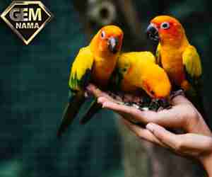 100 اسم شیک و جدید برای پرنده نر و ماده خارجی و ایرانی