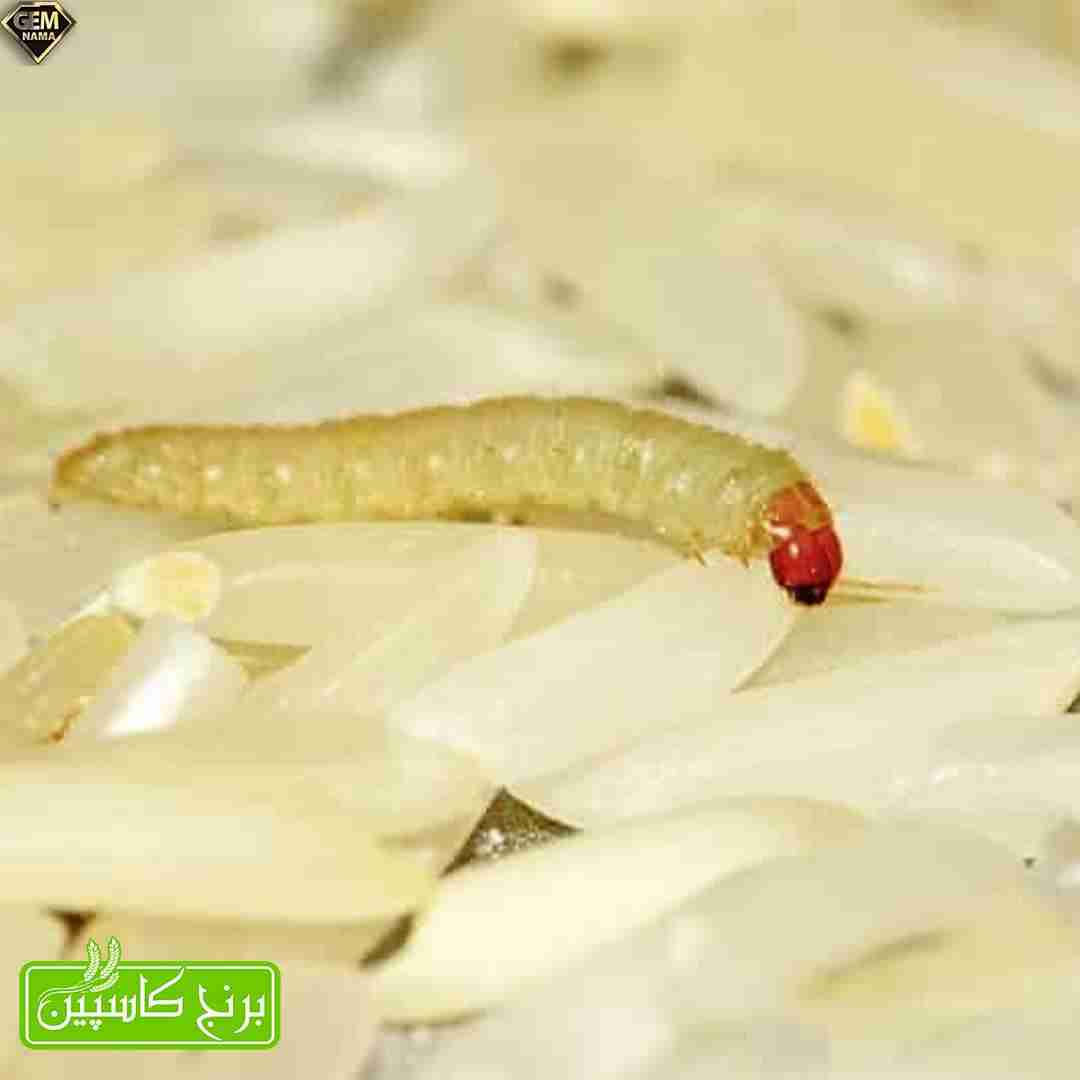 روش از بین بردن کرم برنج
