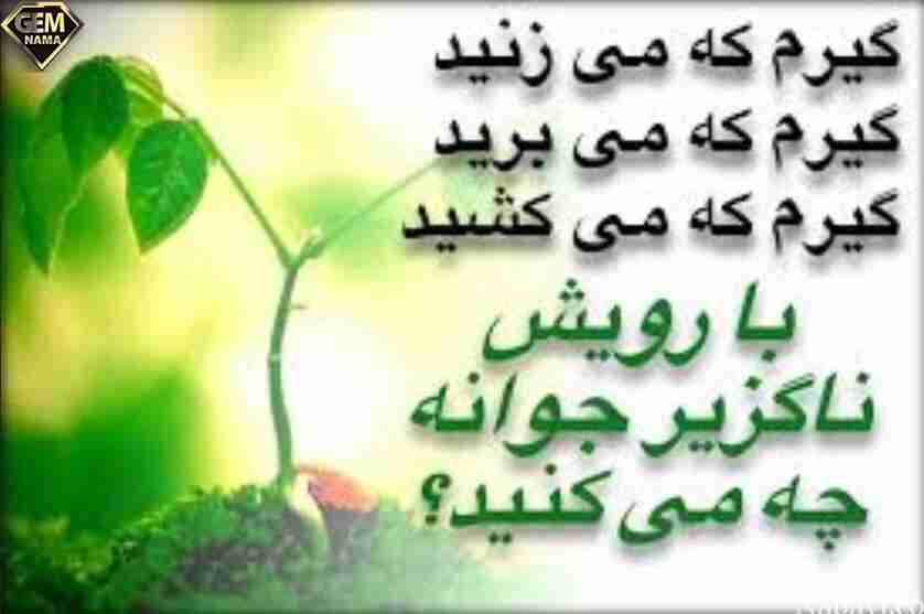 با رویش ناگزیر جوانه چه میکنید