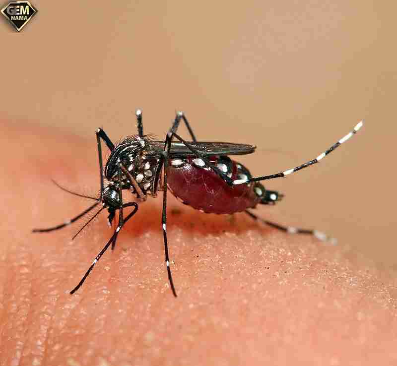 آیا میدانستید پشه آئدس می تواند پاندمی ایجاد می کند