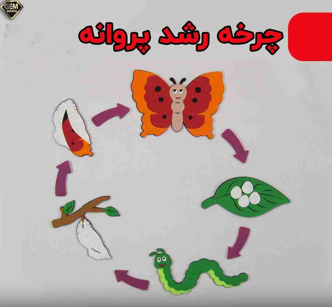 چرخه زندگی پروانه ها