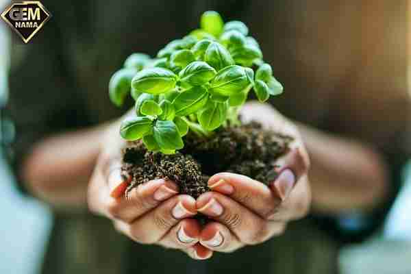 تحقیق در مورد زندگی گیاهان چرا گیاهان مهم هستند