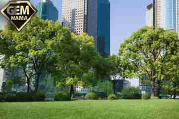 چرا درختان زندگی ما را نجات میدهند