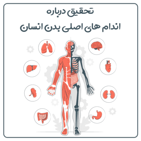 تحقیق جامع درباره بدن انسان و اندام های حیاتی
