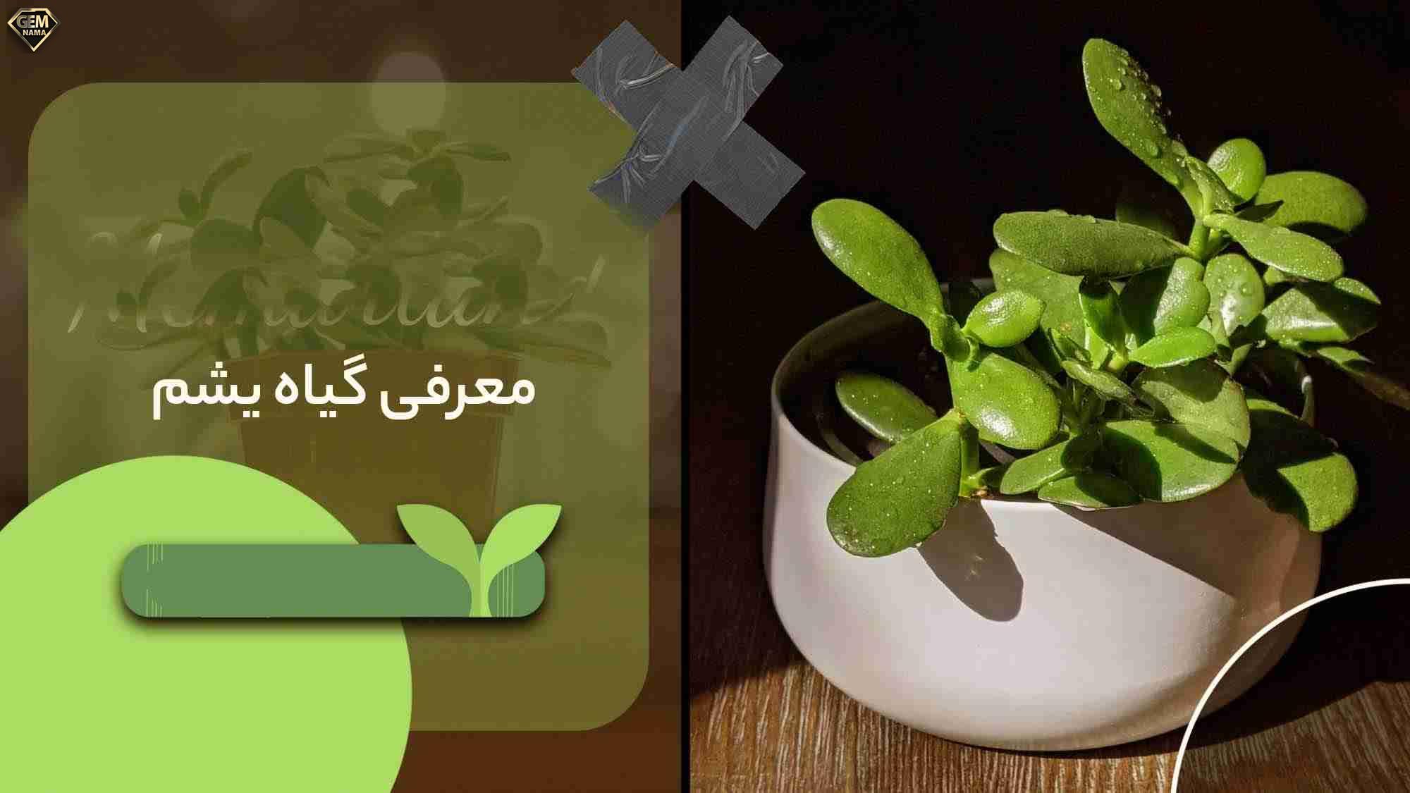 گیاه یشم راز انرژی مثبت ثروت و آرامش در خانه
