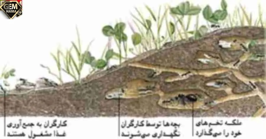 تحقیق در مورد لانه سازی مورچه ها - تحقیق