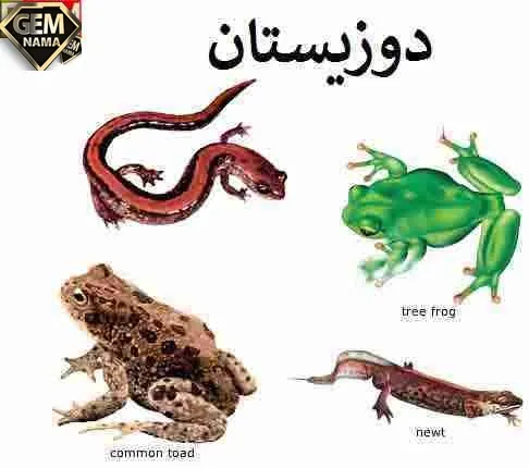 تحقیق در مورد دوزیستان سوم ابتدایی