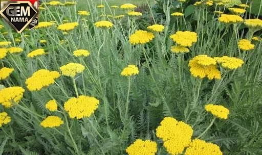 عرق بومادران برای چی خوبه