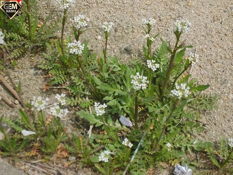 دم گیلاس چه خواصی دارد