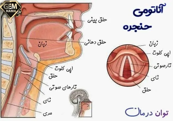 در چهار راه حلق هنگام بلع غذا راه نای و بینی