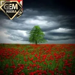 شایدم یه روزی کل دنیا رو گشتم