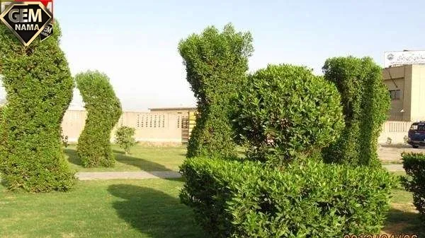 درخت کنوکارپوس و تنگی نفس