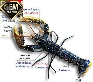جانور بی مهره سخت پوست