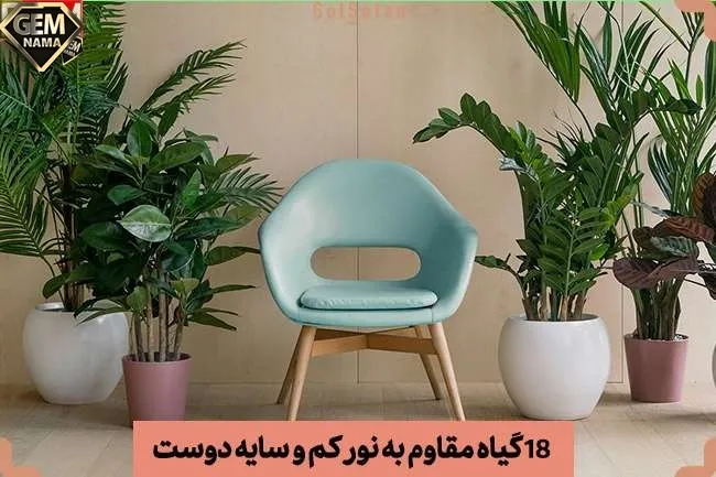 گیاهان مقاوم آپارتمانی