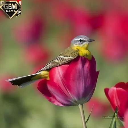 آهنگ شاه پسر داریم دوماد قند عسل داریم عروس