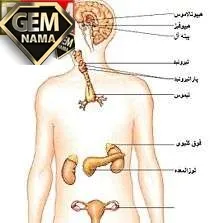 تنظیم قند خون بر عهده کدام غده است