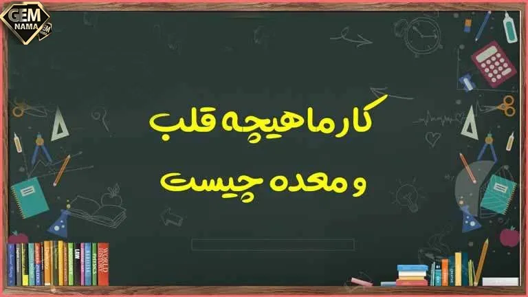ماهیچه های قلب و معده چه کارهایی انجام میدهند