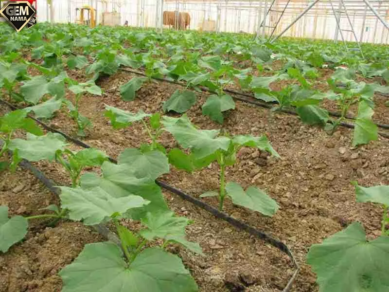 مقاله در مورد کشت خیار گلخانه ای-تحقیق