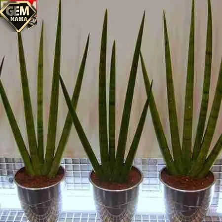 تحقیق درباره گل سانسوریا